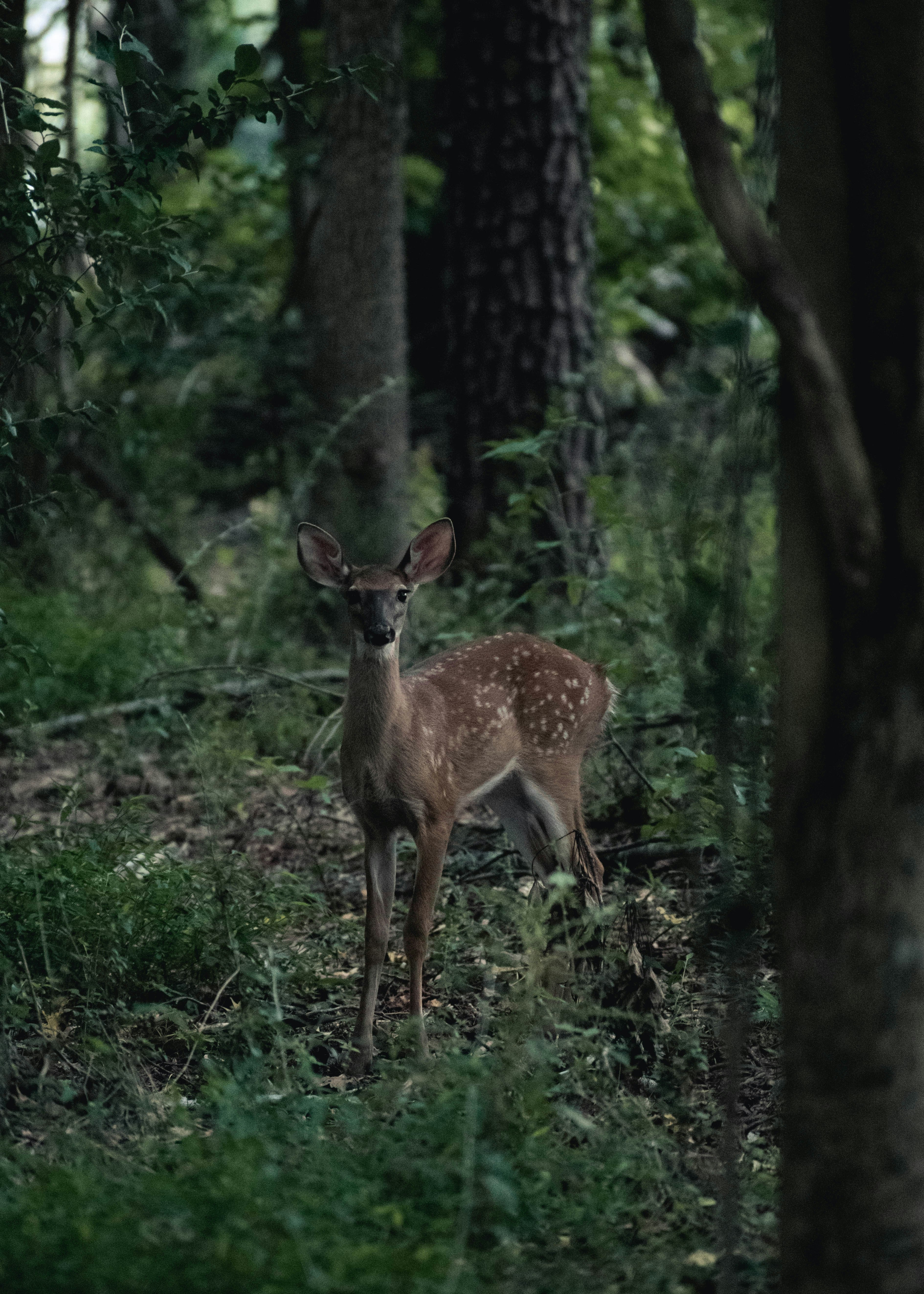 brown deer on green plants